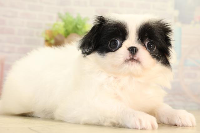 愛知県の狆 (Coo&RIKU豊橋店/2026年8月20日生まれ/女の子/白黒)の子犬の2枚目の画像