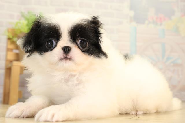 愛知県の狆 (Coo&RIKU豊橋店/2026年8月20日生まれ/女の子/白黒)の子犬の3枚目の画像