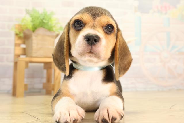 神奈川県のビーグル (Coo&RIKU小田原店/2026年8月23日生まれ/男の子/ブラックタンホワイト)の子犬の1枚目の画像
