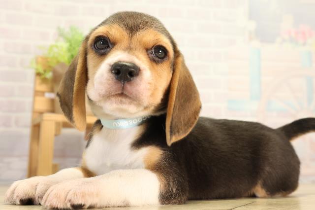 神奈川県のビーグル (Coo&RIKU小田原店/2026年8月23日生まれ/男の子/ブラックタンホワイト)の子犬の3枚目の画像