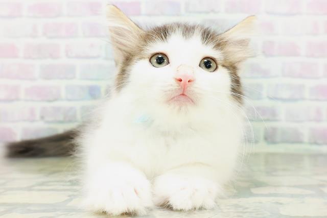 ノルウェージャン・フォレストキャット