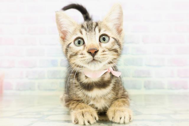 ベンガル