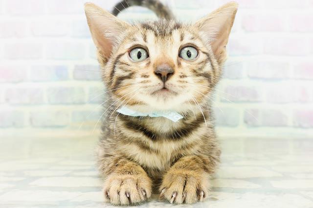 埼玉県のベンガル (Coo&RIKU大宮店/2026年8月22日生まれ/男の子/ブラウンスポットタビー)の子猫の1枚目の画像