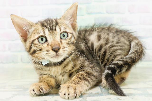 埼玉県のベンガル (Coo&RIKU大宮店/2026年8月22日生まれ/男の子/ブラウンスポットタビー)の子猫の2枚目の画像