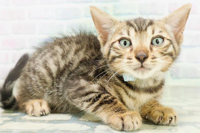 埼玉県のベンガル (Coo&RIKU大宮店/2026年8月22日生まれ/男の子/ブラウンスポットタビー)の子猫の3枚目の画像