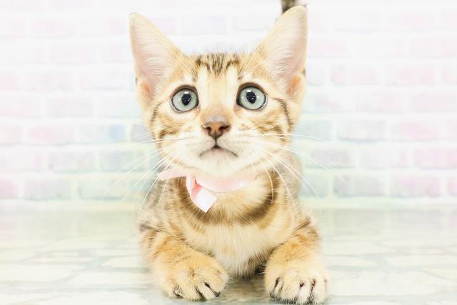 ベンガル