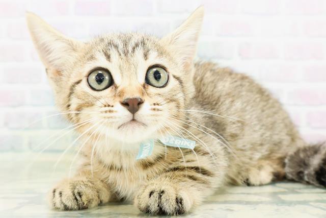 東京都のジェネッタ (Coo&RIKU武蔵小山店/2026年8月20日生まれ/男の子/ブラウンスポットタビー)の子猫の2枚目の画像