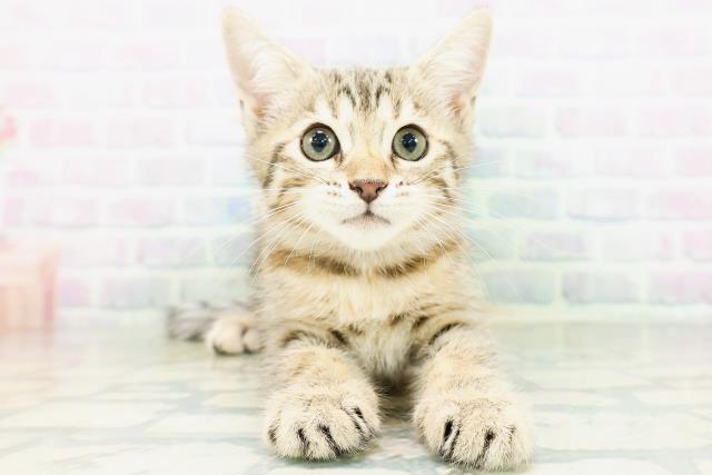 ジェネッタ