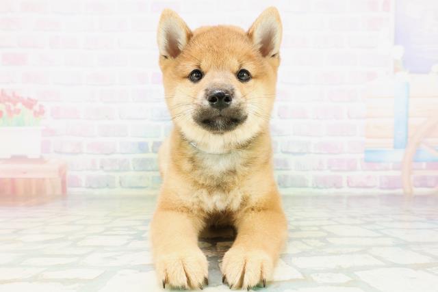 柴犬