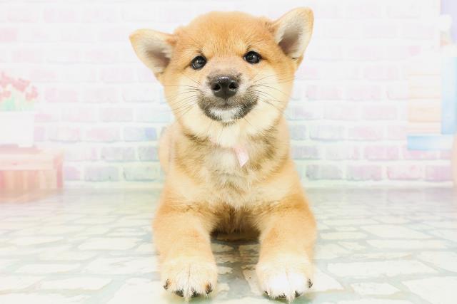 柴犬