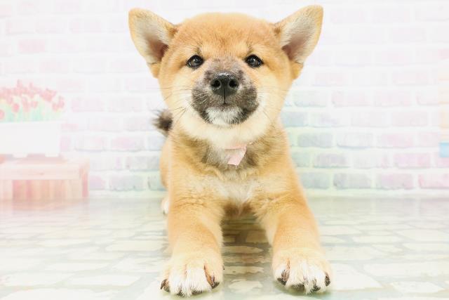 柴犬