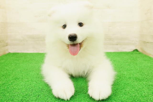 青森県のサモエド (Coo&RIKU青森店/2026年8月21日生まれ/男の子/ホワイト)の子犬の1枚目の画像