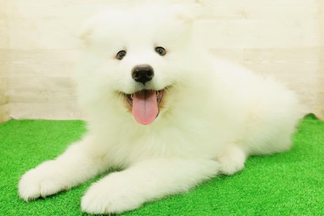 青森県のサモエド (Coo&RIKU青森店/2026年8月21日生まれ/男の子/ホワイト)の子犬の2枚目の画像