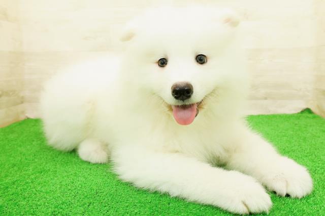 青森県のサモエド (Coo&RIKU青森店/2026年8月21日生まれ/男の子/ホワイト)の子犬の3枚目の画像