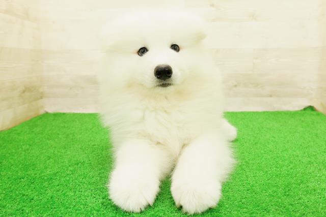 北海道のサモエド (Coo&RIKU旭川店/2026年8月21日生まれ/男の子/ホワイト)の子犬の1枚目の画像