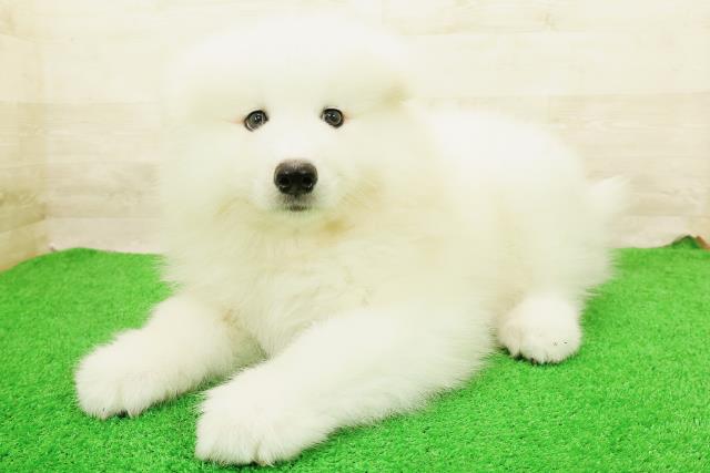 北海道のサモエド (Coo&RIKU旭川店/2026年8月21日生まれ/男の子/ホワイト)の子犬の2枚目の画像