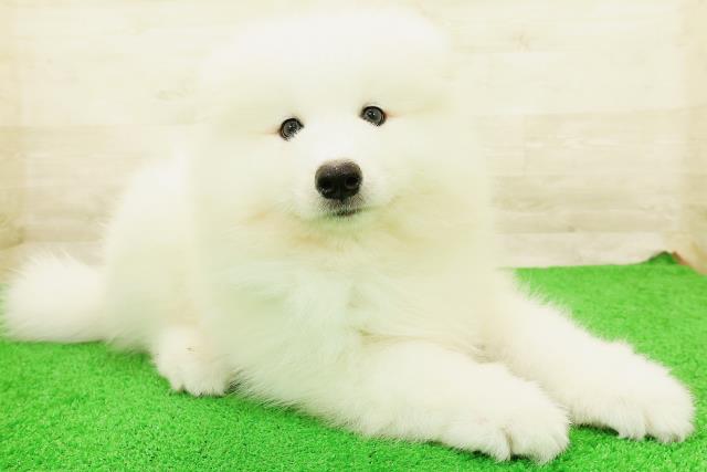 北海道のサモエド (Coo&RIKU旭川店/2026年8月21日生まれ/男の子/ホワイト)の子犬の3枚目の画像