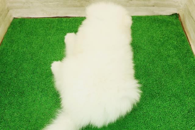 北海道のサモエド (Coo&RIKU旭川店/2026年8月21日生まれ/男の子/ホワイト)の子犬の4枚目の画像
