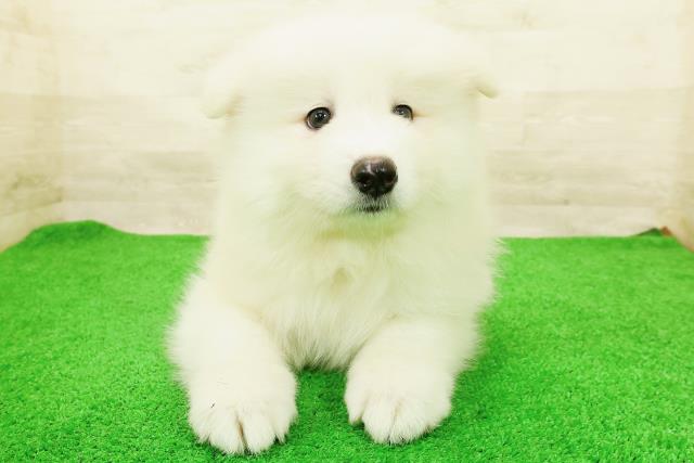 長野県のサモエド (Coo&RIKU松本店/2026年8月21日生まれ/女の子/ホワイト)の子犬の1枚目の画像