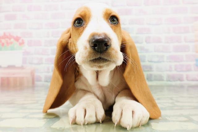 新潟県のバセットハウンド (Coo&RIKU長岡店/2026年8月22日生まれ/女の子/レモンホワイト)の子犬の1枚目の画像