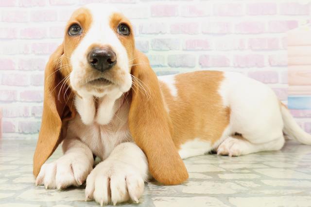 新潟県のバセットハウンド (Coo&RIKU長岡店/2026年8月22日生まれ/女の子/レモンホワイト)の子犬の2枚目の画像