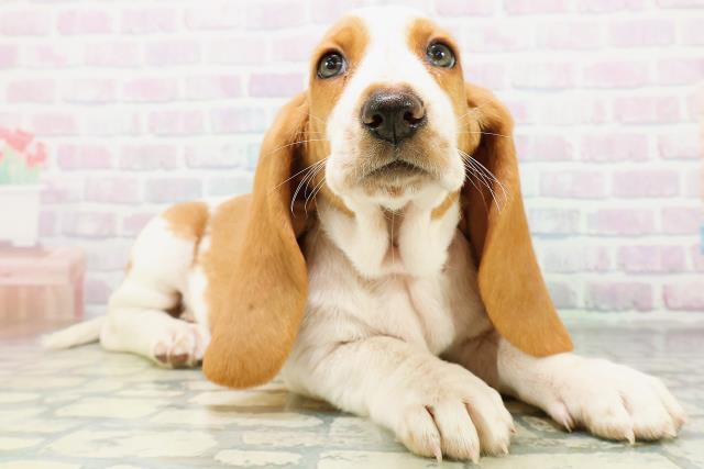 新潟県のバセットハウンド (Coo&RIKU長岡店/2026年8月22日生まれ/女の子/レモンホワイト)の子犬の3枚目の画像