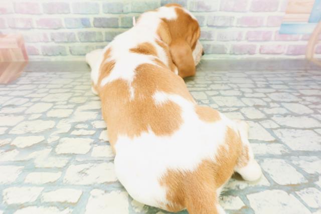 新潟県のバセットハウンド (Coo&RIKU長岡店/2026年8月22日生まれ/女の子/レモンホワイト)の子犬の4枚目の画像
