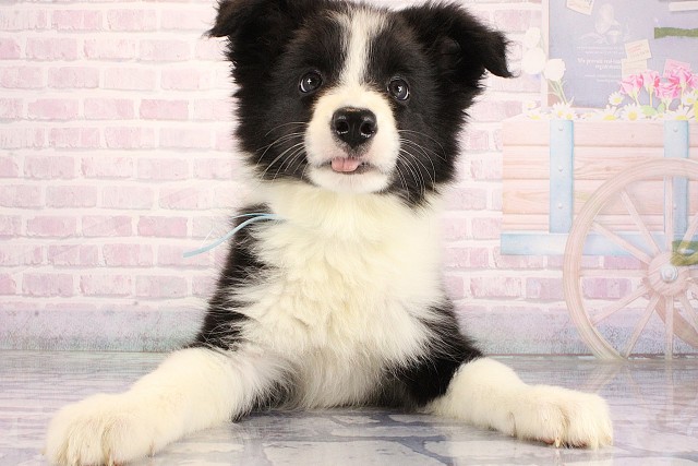 ボーダーコリー