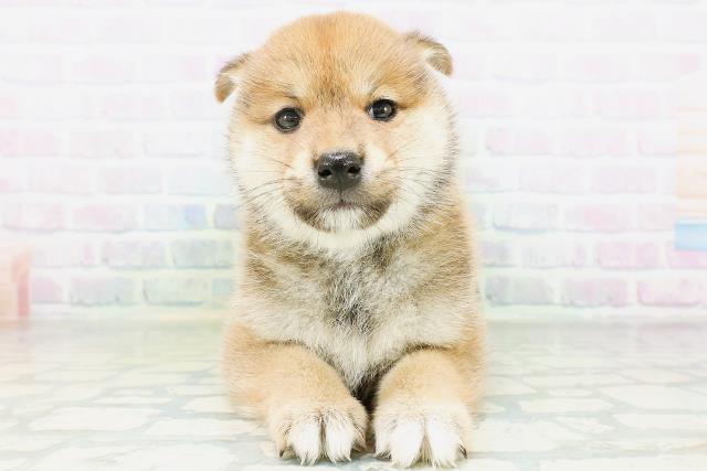 柴犬
