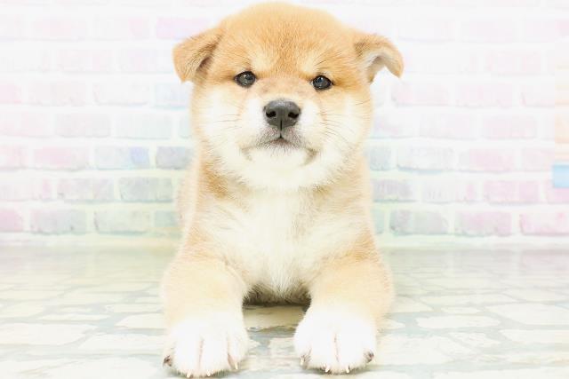 柴犬