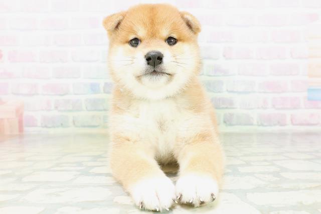 柴犬