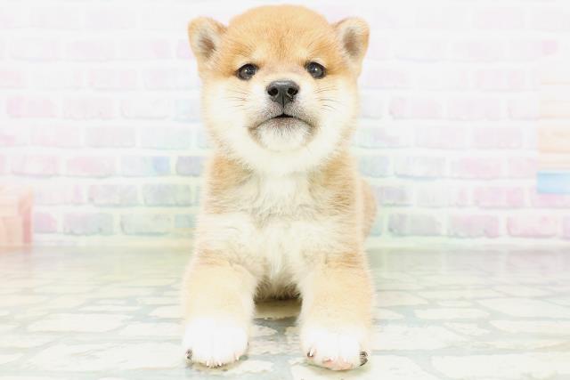 柴犬