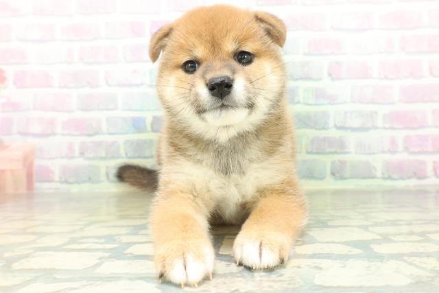 柴犬