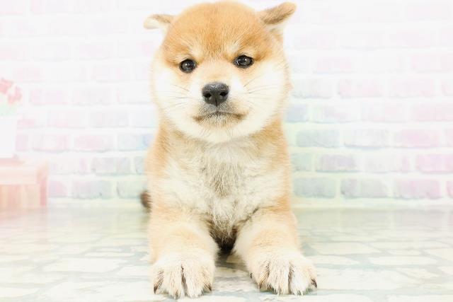 柴犬