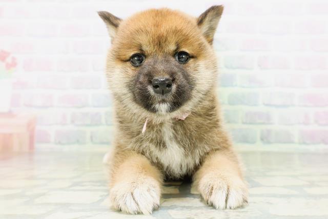 柴犬