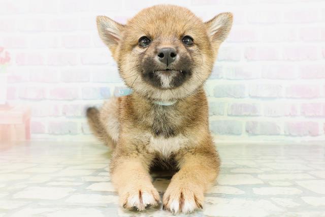 柴犬