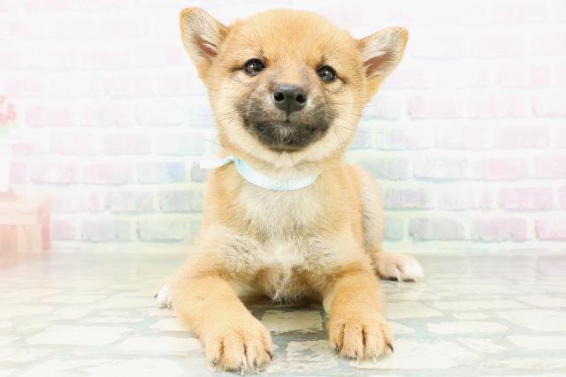 柴犬