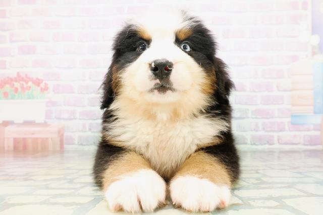 青森県のバーニーズマウンテンドッグ (Coo&RIKU青森店/2026年8月18日生まれ/男の子/ブラックラストホワイト)の子犬の1枚目の画像