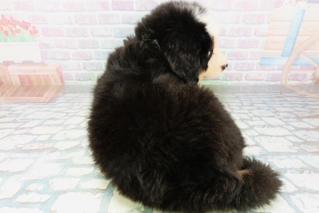 青森県のバーニーズマウンテンドッグ (Coo&RIKU青森店/2026年8月18日生まれ/男の子/ブラックラストホワイト)の子犬の4枚目の画像