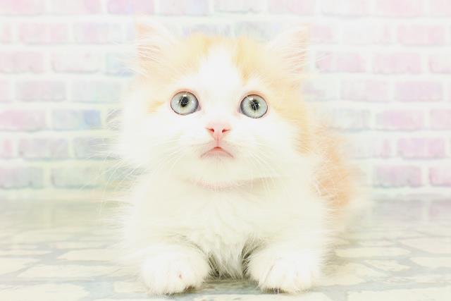 ミヌエット