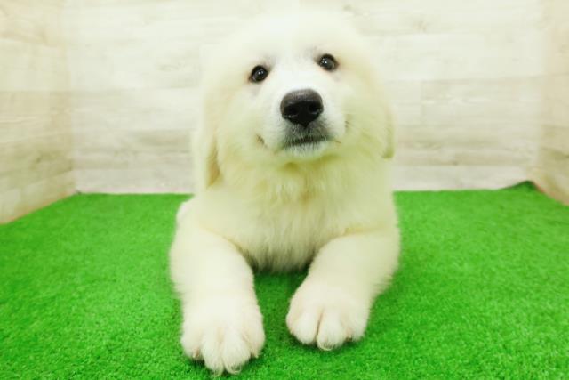 千葉県のグレートピレニーズ (Coo&RIKU八街店/2026年8月23日生まれ/男の子/ホワイト)の子犬の1枚目の画像