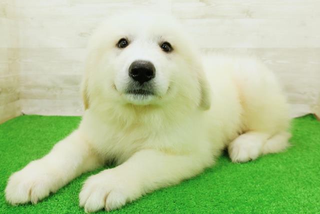 千葉県のグレートピレニーズ (Coo&RIKU八街店/2026年8月23日生まれ/男の子/ホワイト)の子犬の2枚目の画像
