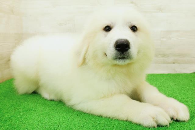 千葉県のグレートピレニーズ (Coo&RIKU八街店/2026年8月23日生まれ/男の子/ホワイト)の子犬の3枚目の画像