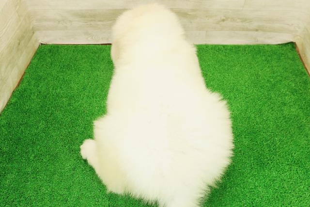 千葉県のグレートピレニーズ (Coo&RIKU八街店/2026年8月23日生まれ/男の子/ホワイト)の子犬の4枚目の画像