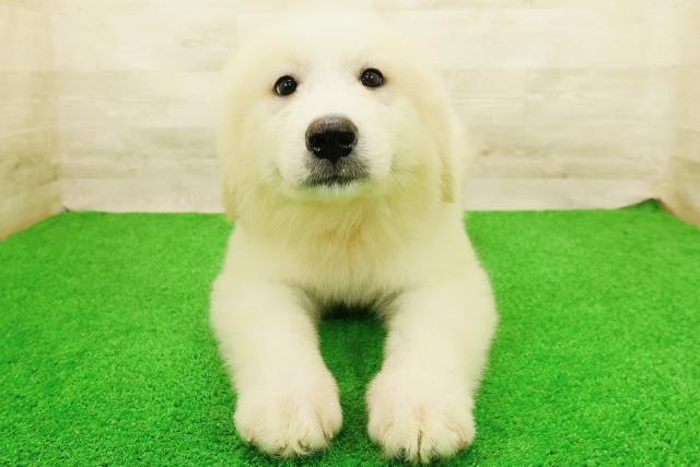 福井県のグレートピレニーズ (Coo&RIKU福井店/2026年8月23日生まれ/女の子/ホワイト)の子犬の1枚目の画像