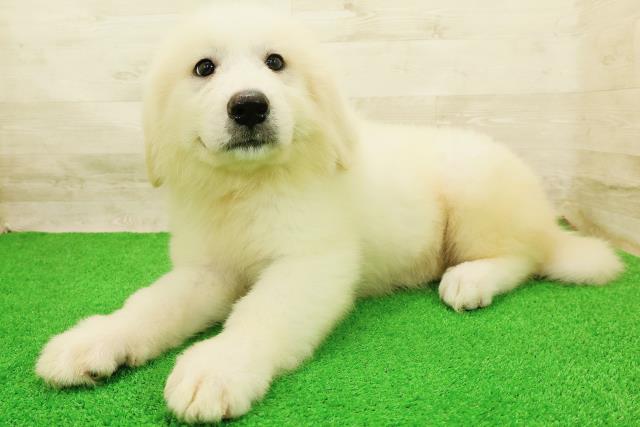 福井県のグレートピレニーズ (Coo&RIKU福井店/2026年8月23日生まれ/女の子/ホワイト)の子犬の2枚目の画像