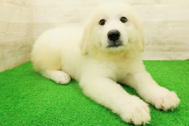 福井県のグレートピレニーズ (Coo&RIKU福井店/2026年8月23日生まれ/女の子/ホワイト)の子犬の3枚目の画像