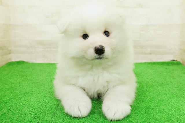 石川県のサモエド (Coo&RIKU金沢店/2026年8月23日生まれ/女の子/ホワイト)の子犬の1枚目の画像