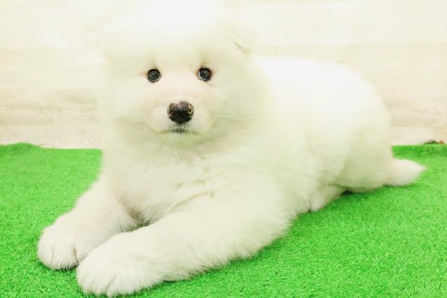 石川県のサモエド (Coo&RIKU金沢店/2026年8月23日生まれ/女の子/ホワイト)の子犬の2枚目の画像