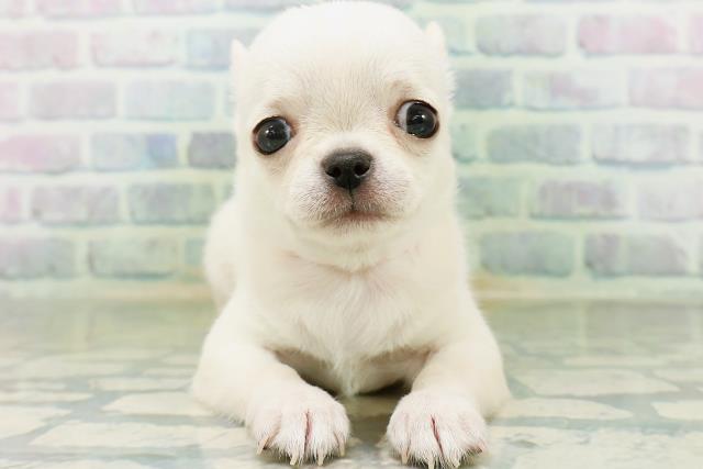 東京都のチワワ(スムース) (Coo&RIKU大久保店/2026年8月17日生まれ/女の子/クリーム)の子犬の1枚目の画像